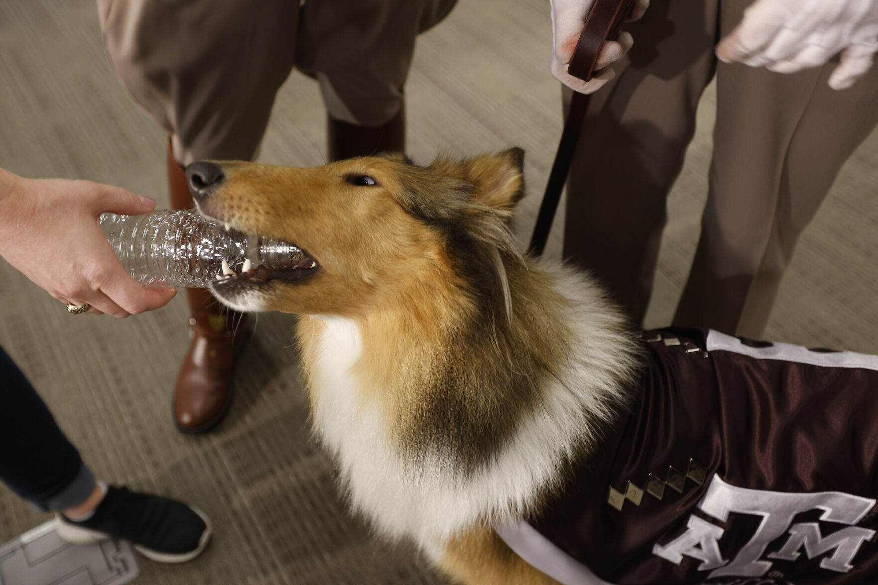 Reveille X
